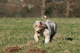 BERGER AUSTRALIEN PUPPIES 727